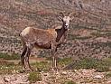 117 bighorn canyon, bighorn sheep